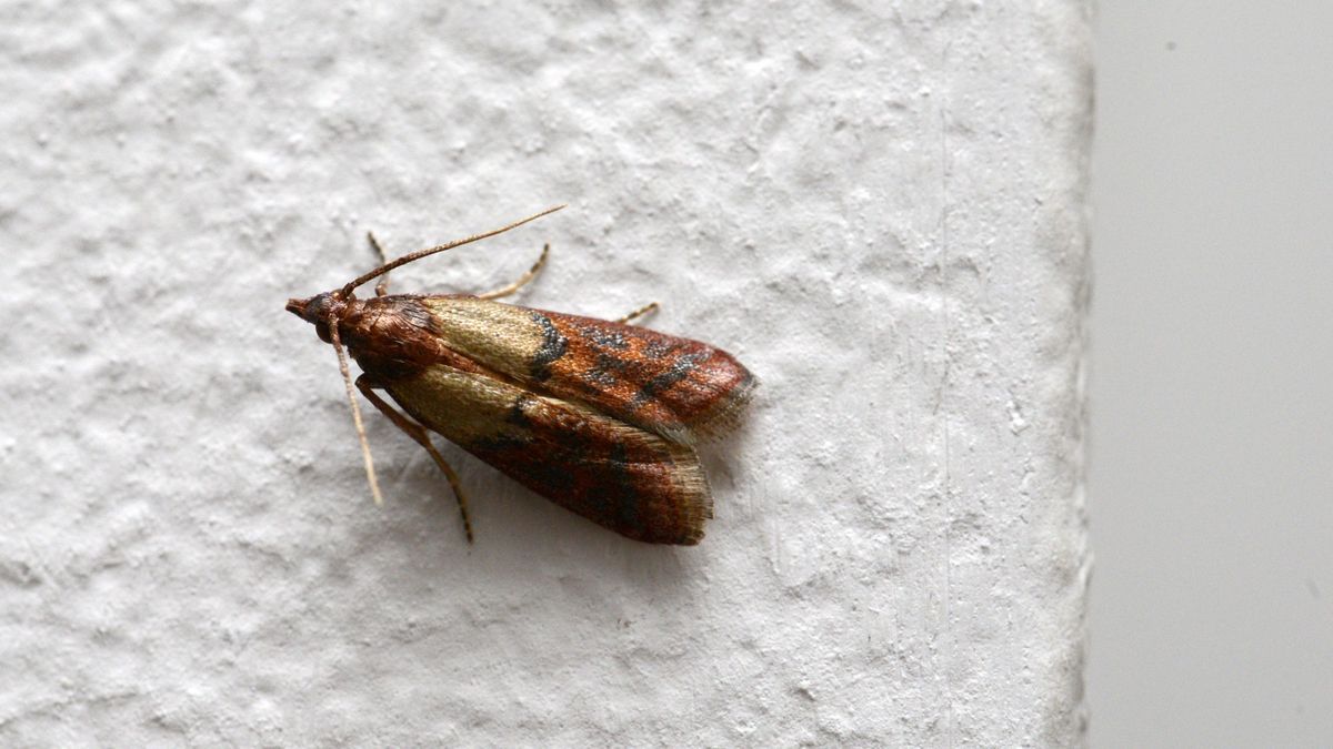 Motte an der Wand