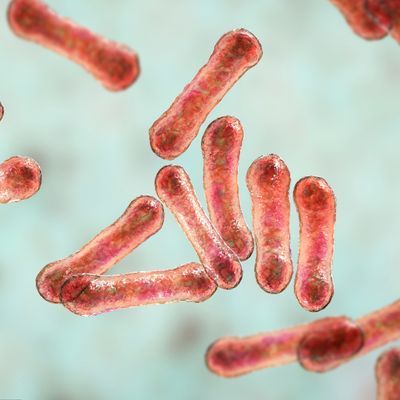 Corynebacterium bacteria, Gram-positive rod-shaped bacterium that causes diphtheria