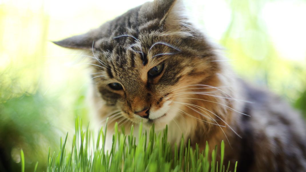 Katzengras macht deinen Balkon grüner und gleichzeitig deine Katze glücklich.