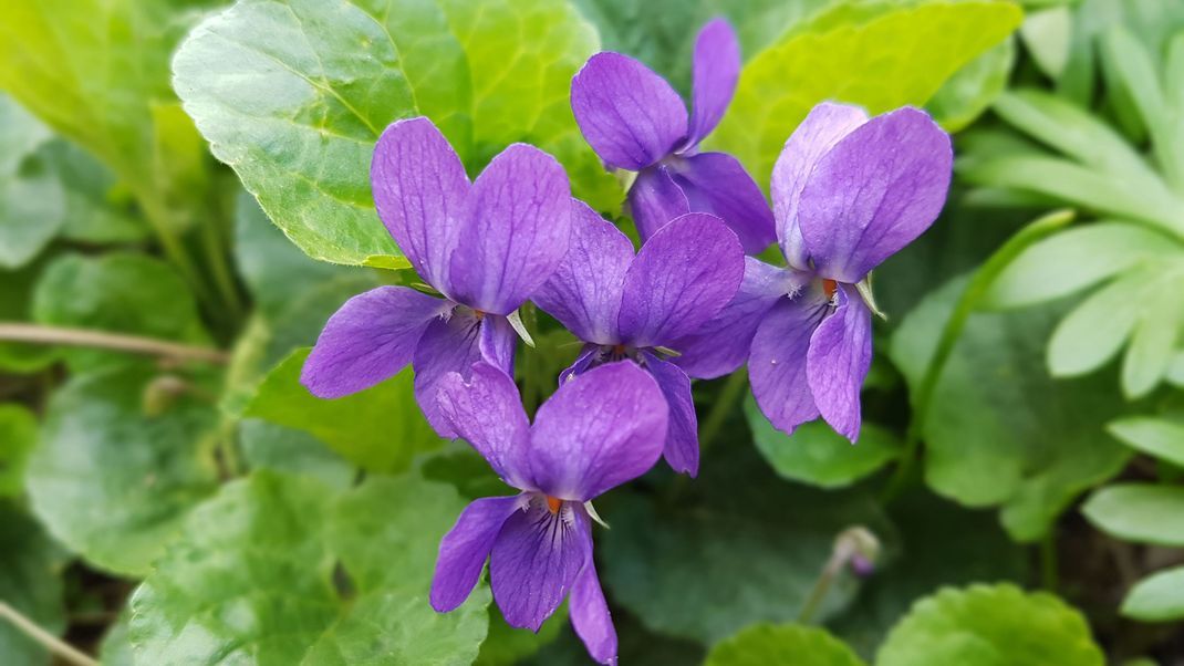 Das Veilchen ist deine Geburtsblume? Dann hast du einen feinen Charakter, bist bodenständig und sorgst dich um andere.
