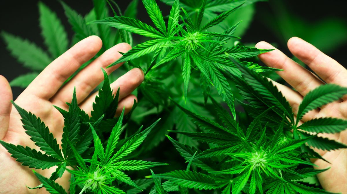 Cannabis