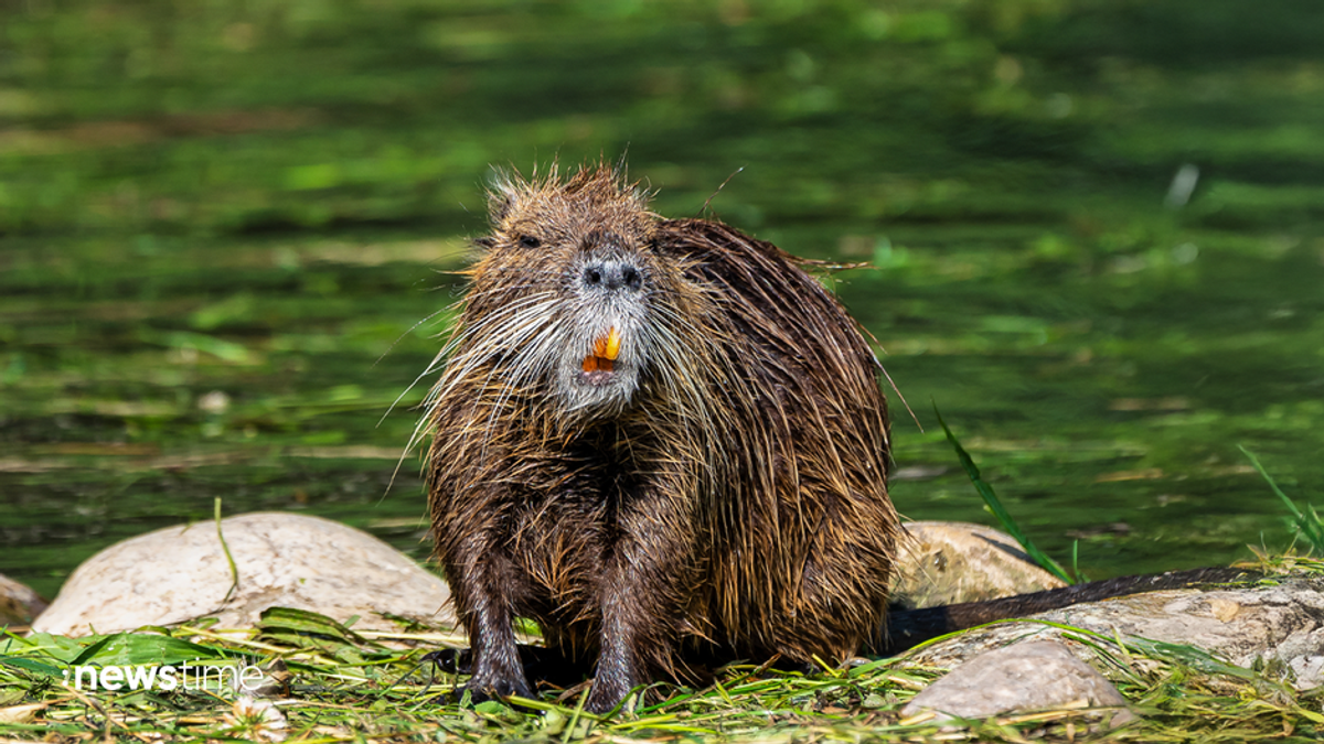 Umwelt-Risiko: Nutria-Plage in Deutschland