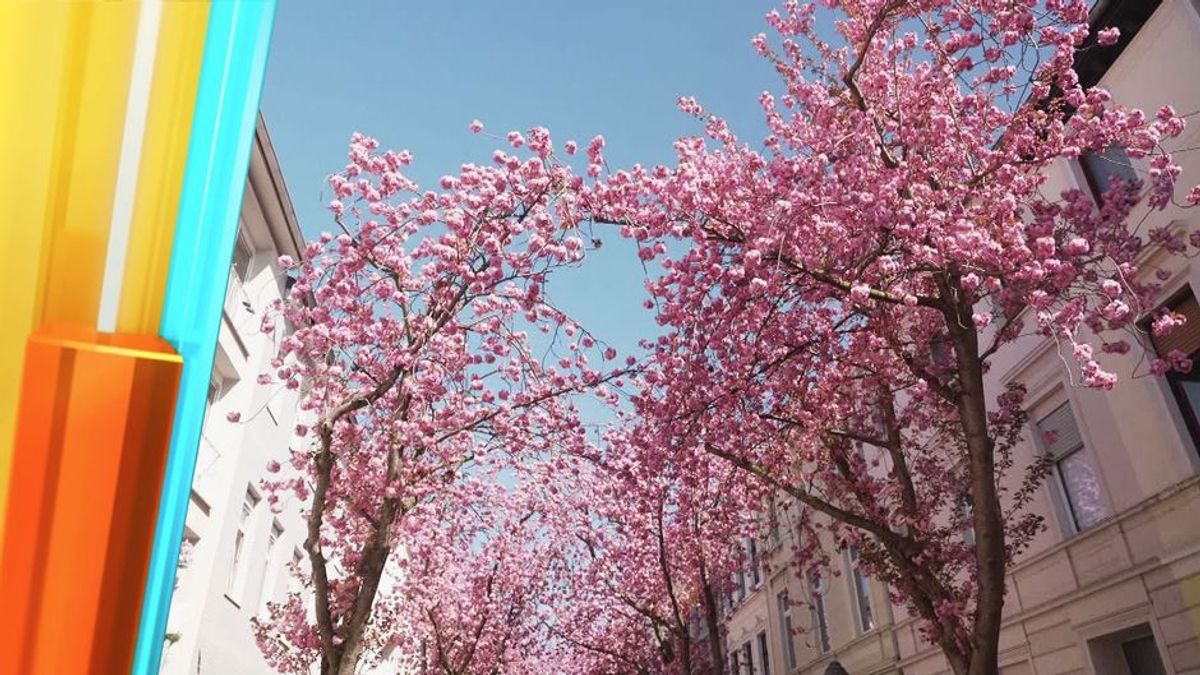 Woher kommt der Kirschblüten-Hype?