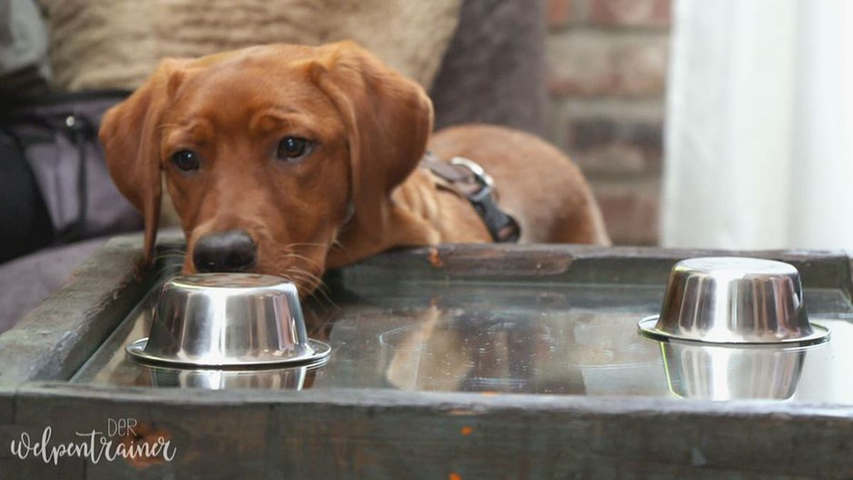 Social Dogs: Die #foodchallenge